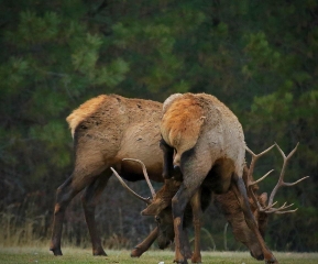 11 8 Elk 3.jpg